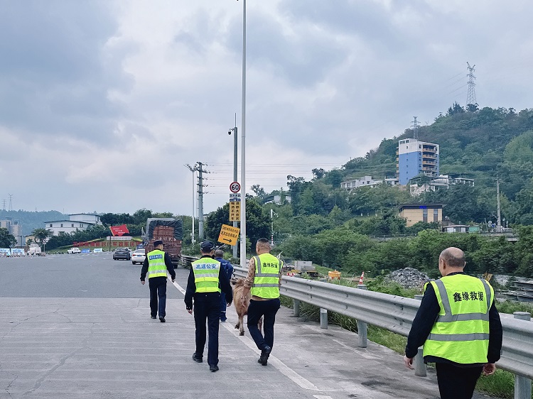 4.3【网站】柏溪收费站高效处置险情 (2) - 副本.jpg