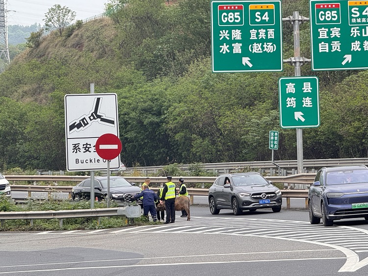 4.3【网站】柏溪收费站高效处置险情 - 副本.jpg